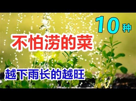 耐澇植物|【耐水植物】超強耐水植物：10種澆水黨必養的盆栽